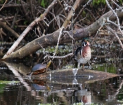2016 06 11 WildLife MPLS 059